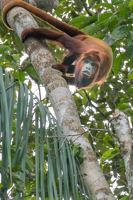 Brulaap Ecuador