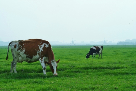 KOEIEN IN DE POLDER