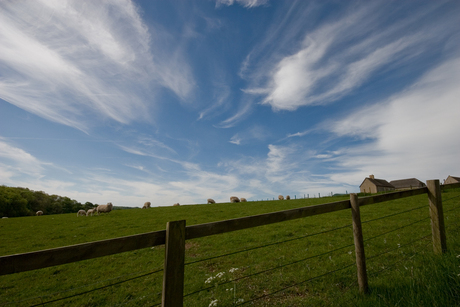 Veld in UK