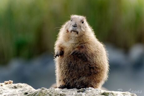 Marmot