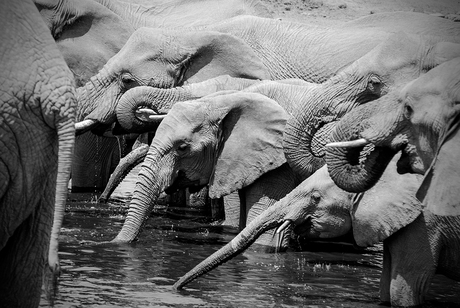 dorstige olifanten