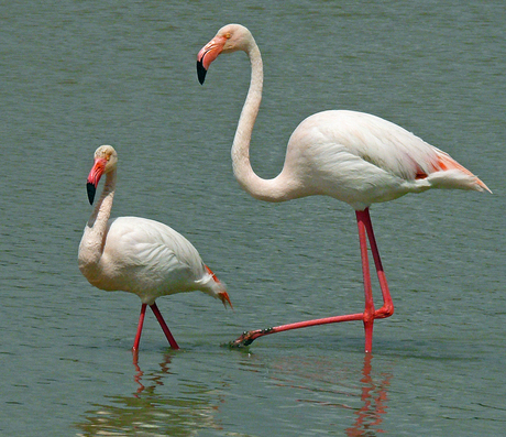 Flamingo's in de Camargue.jpg