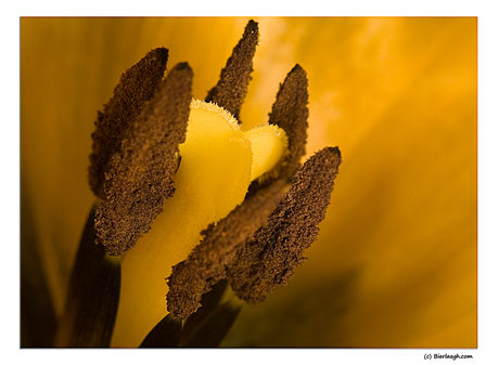 Tulips hart