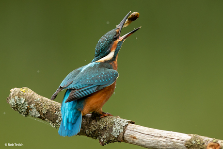 Kingfisher