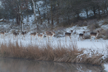 Familie Hert