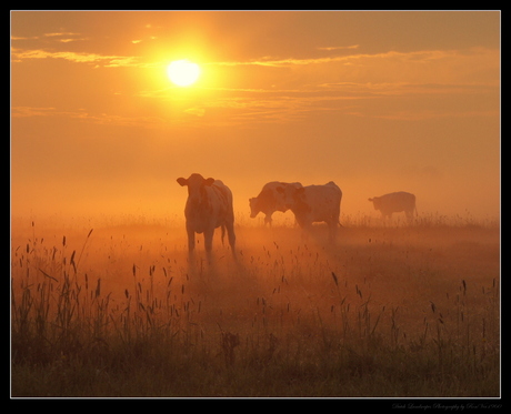 Koeien in de Mist