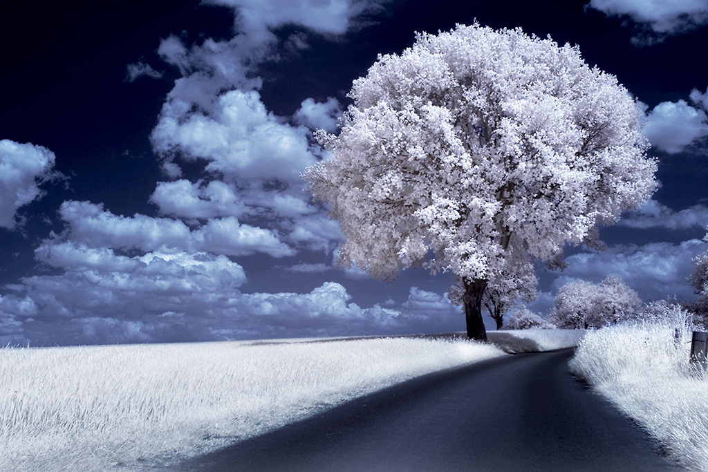 The watcher II - Infrarood boompje in een iets rustigere compo ;-) - foto door Donkie-chot op 30-05-2009 - deze foto bevat: ir, infrarood, donk, infrared, donkie-chot