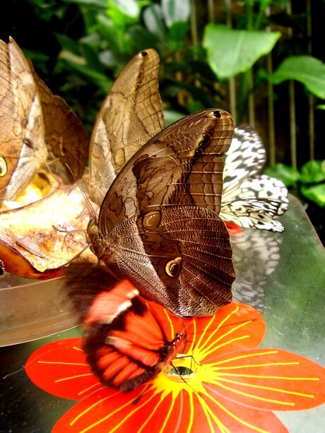 Groepje vlinders