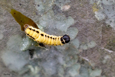 spinselmot rups