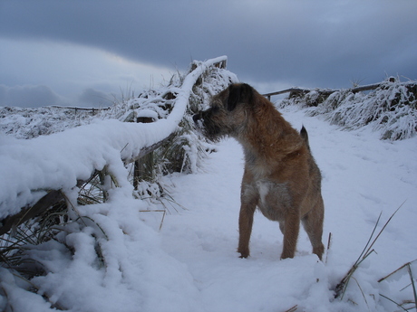 dundee, Border terrier in de sneeuw