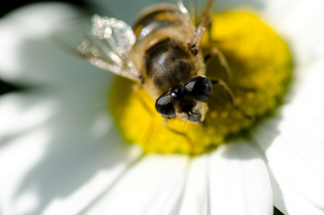 Bloemetjes en de bijtjes II