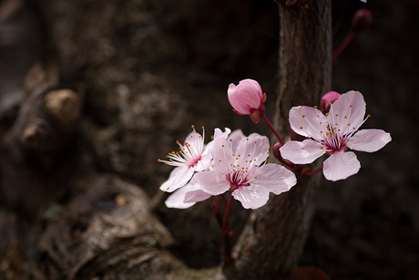 Sakura