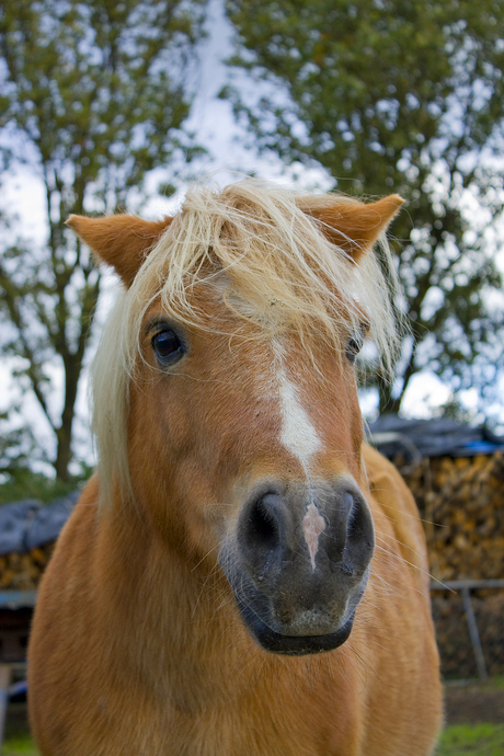 Sjonnie de Pony