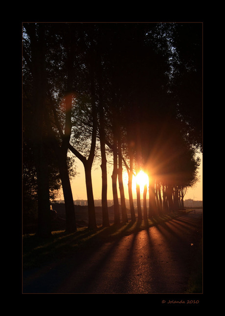 Door de bomen......