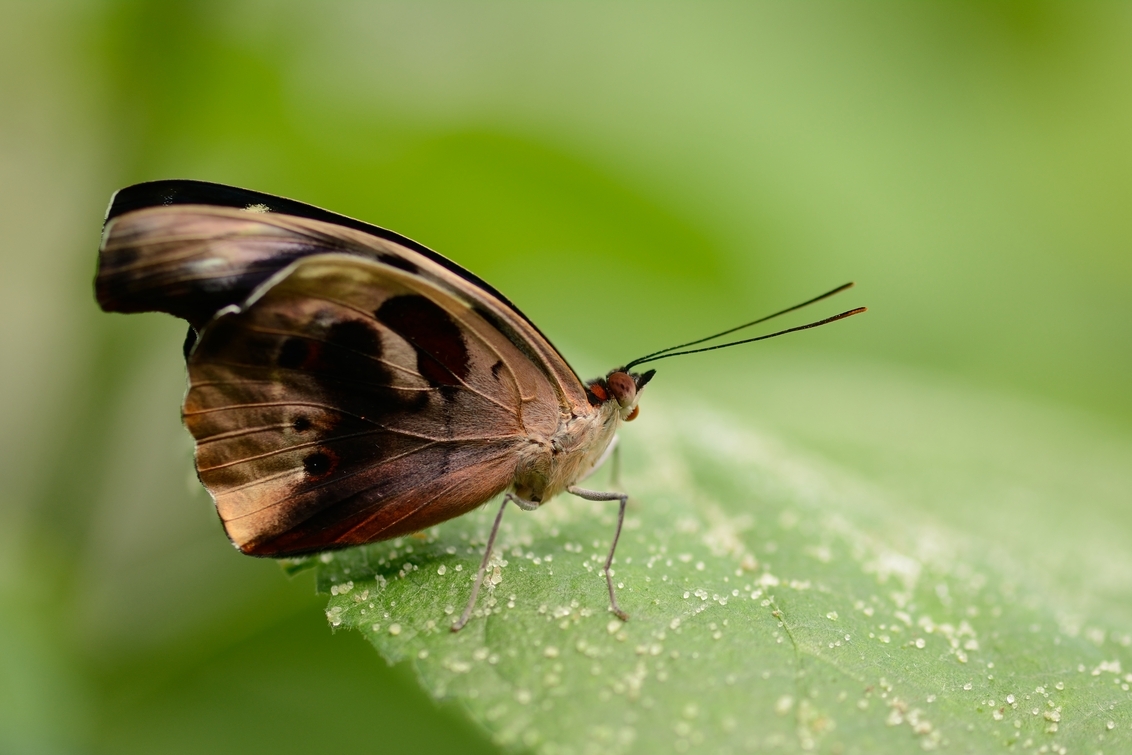 Macro Vlinder - Genomen in Dierenpark Emmen - foto door alexander.adema op 11-05-2014 - deze foto bevat: natuur, vlinder, insect, emmen, vlindertuin, dof, bokeh