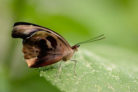 Macro Vlinder - Genomen in Dierenpark Emmen - foto door alexander.adema op 11-05-2014 - deze foto bevat: natuur, vlinder, insect, emmen, vlindertuin, dof, bokeh