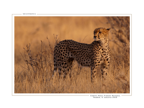 Cheetah 3, Kenia