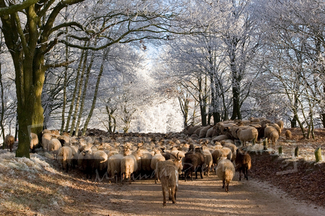 Kudde schapen op het Ballooërveld