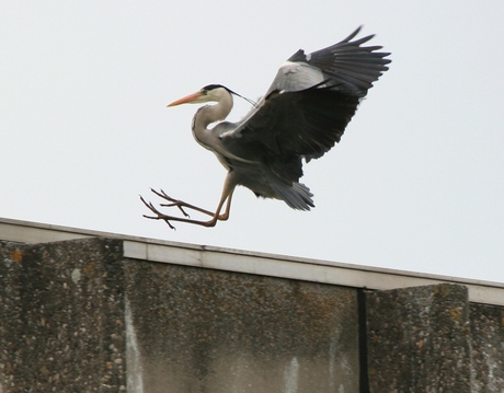 Heron prepares for landing..