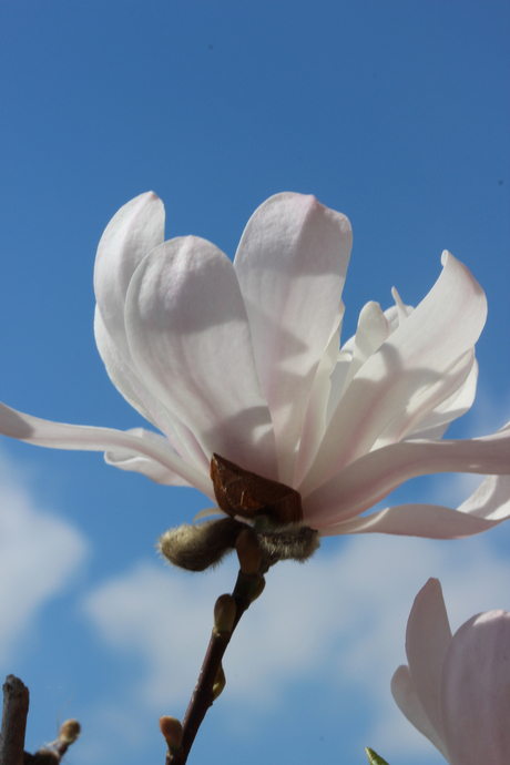 Sunbathing magnolia