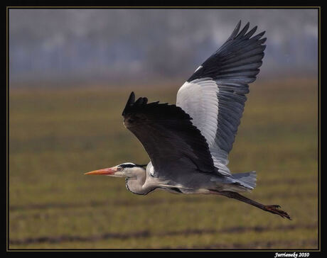 blauwe reiger in de vlucht