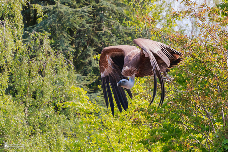 Avifauna