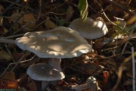 Een paddenstoel.