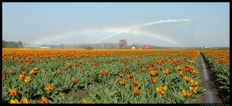 Regenboog in tulpenveld