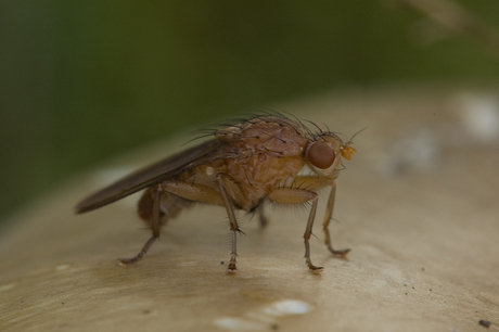 Insect op paddelstoel.