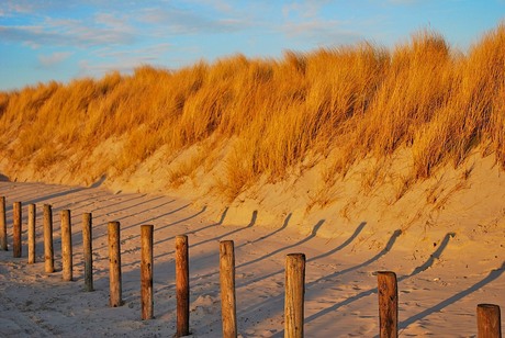 Zon in de duinen