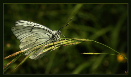 geaarde vlinder