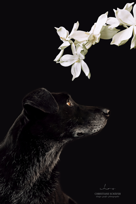 Dog and Orchidee