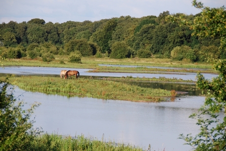 Paardeneiland