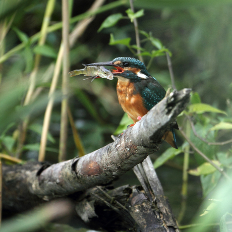 IJsvogel met visje