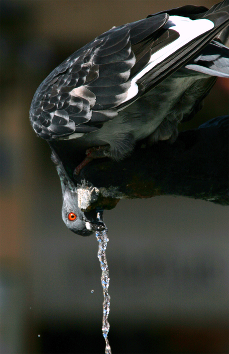 Dorst, heel veel DORST