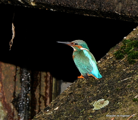 IJsvogel