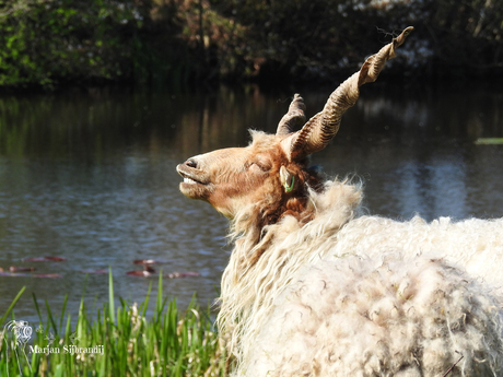 Schaap