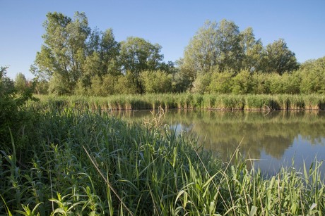 Zicht op de Lepelaarsplassen (I)