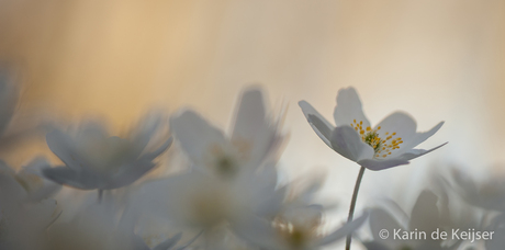 En nog een Bosanemoontje...