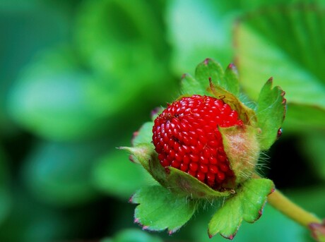 Wilde aardbei