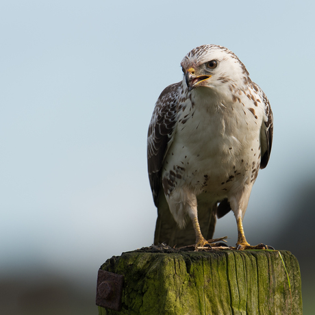 Buizerd