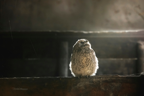 Little owl in painterly light