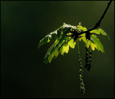 Nieuw Vers Groen