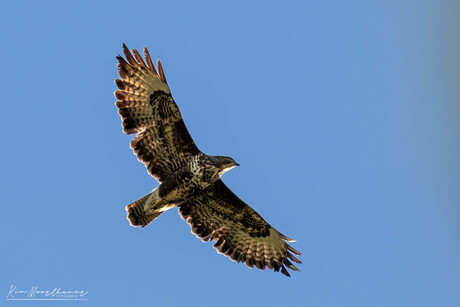 Buizerd in de vlucht