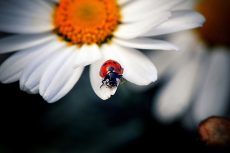 lady in red