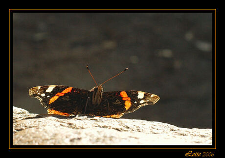 Vlinder op hunebed