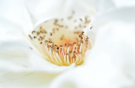 Hart van een witte roos op stam