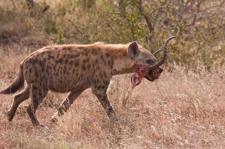 Hyena snack