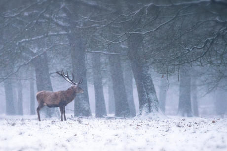 Winter Wonder Land.