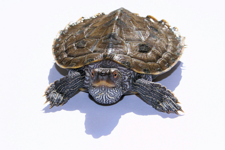 Logeer schildpad